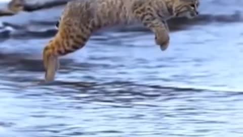 Tiger Pub Jump | Animal Viral Video |