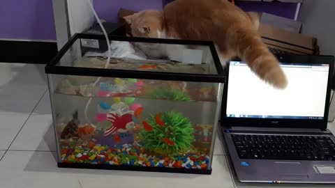 My beloved comel cat played with the fish in the aquarium