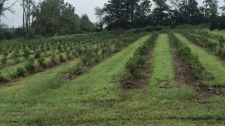 Green giants that were planted in June of this year.