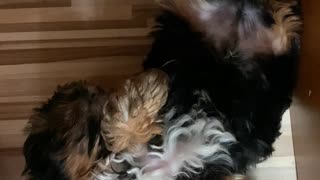 Yorkshire Terrier sleeping under the desk (2 months)