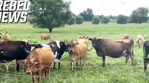 Armed Federal Agents Recently Raided Dairy Farm in Pennsylvania