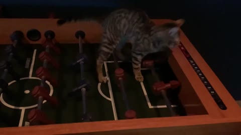 Cat plays foosball and scores a goal