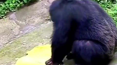 Clever Chimpanzee Washes Clothes Just Like Humans_ Video