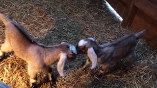 Newborn Goat Hop