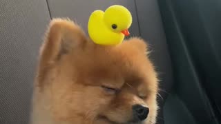 Adorable Puppy Rides With Toy Duckling On Its Head