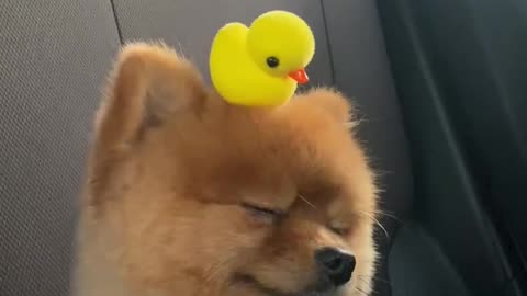 Adorable Puppy Rides With Toy Duckling On Its Head