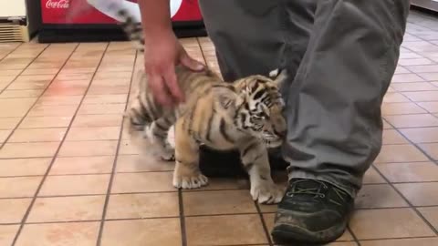 Baby tiger the best normolytrannig