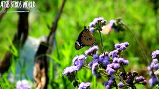 Close look of Butterfly on flowers with beautiful wings