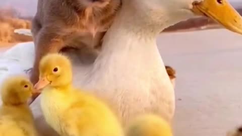 the duck and the dog