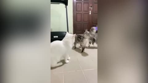 Funny pets