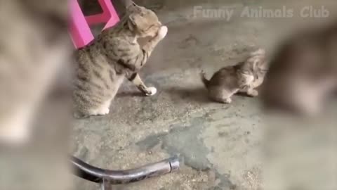 Best Funny Cat Videos That Will Make You Laugh All Day Long 😂😹