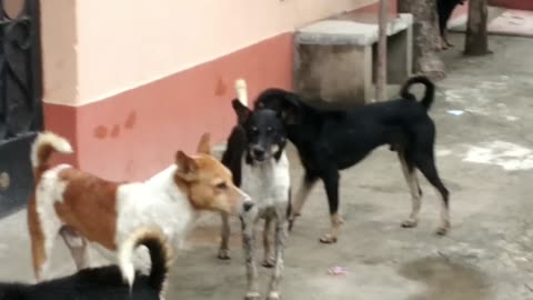 This is street dog fighting