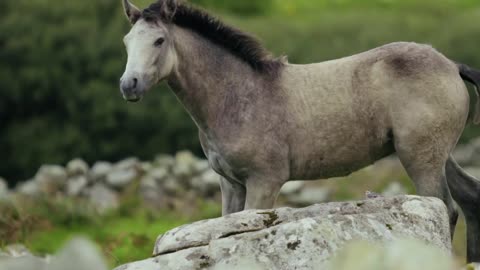 White horse dancing #horse #white #dancing