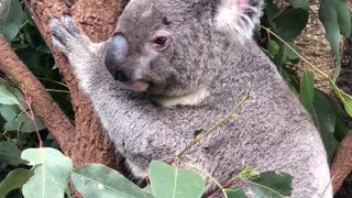 Koala Lets Out a Big Roar in Lone Pine Koala Sanctuary