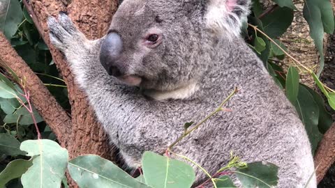 Koala Lets Out a Big Roar in Lone Pine Koala Sanctuary