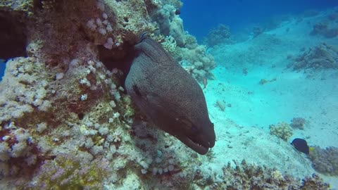 Underwater Sea Creature Wild World