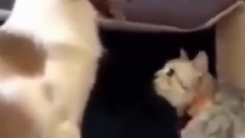 Funny dog and cat video fight