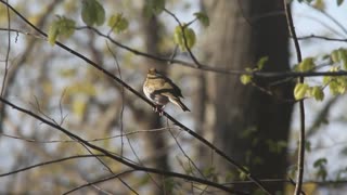 Ovenbird Singing