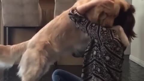 Cute Dogs Getting A Hug By Their Owners Compilation