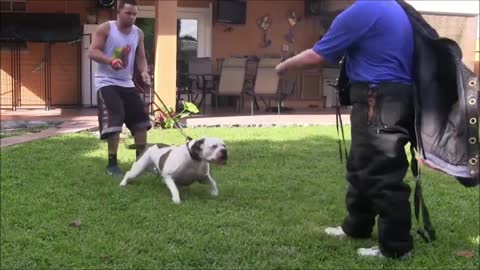 How To Make Dog Become Very Aggressive With Few Tricks.