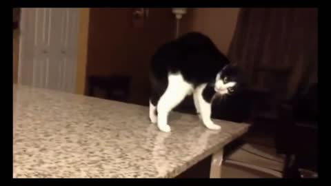 Cat slips from slippery table