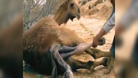 Camel labor pain