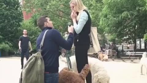 Watch This Guy Propose In The Middle Of A Dog Park!