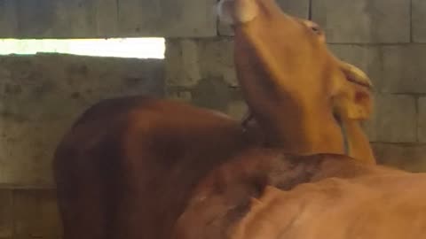 Cow humorously uses tongue to itch nose