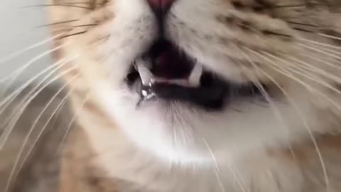 The Only Funny cat video Video You Need to Watch