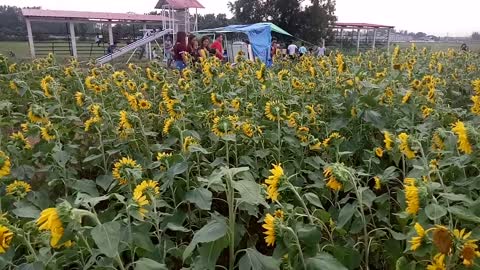 Sunflower farm