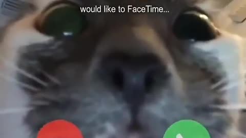 Cats video call 😸😸😹😹😺😺
