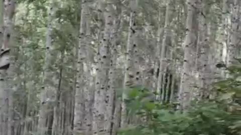 A grove of birch trees