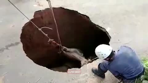 Firemen rescuing horse from hole