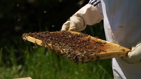 Amazing Find Giant HoneyBee For Food At The Forest, How To Find Giant HoneyBee