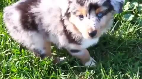 Australian shepherd puppy runs around in green grass