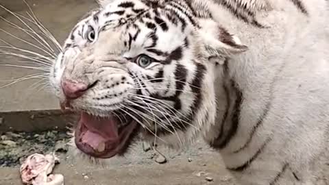 Angry little white tiger every day