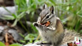 Chipmunk snacking on a butterfly