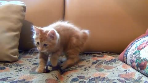 little kitten playing with mouse