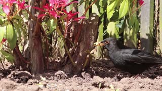 Curious Black Crowl Food Seeker Game
