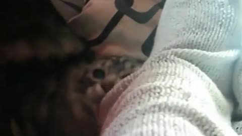 Crazy kitten trying to eat me