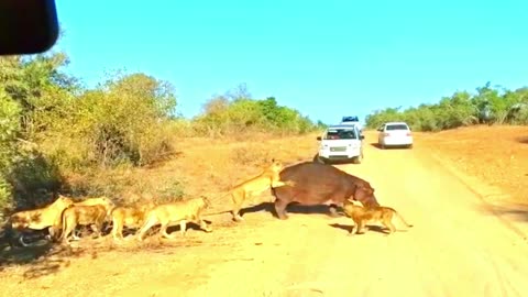 Hippo Attack Car As it Being Attacked By Lions