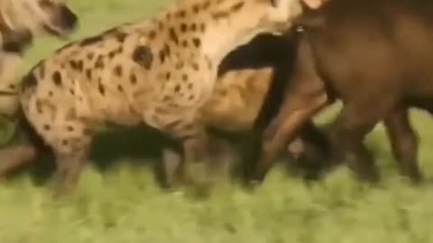 WILD ANIMALS HUNTING PREY COMPILATION RELAX FOR LIFE ​​ #53