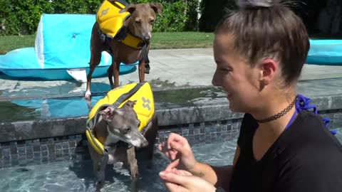 Watch her teach her dogs swimming.