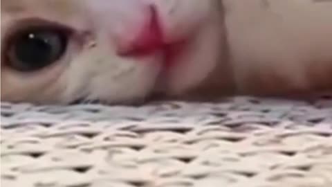 Lovely Kitty's reaction