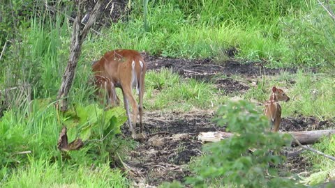 Doe and Triplet Fawns Nibbling in the Wild