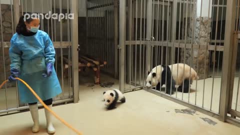 Panda keeper gives the baby cub back to his mum