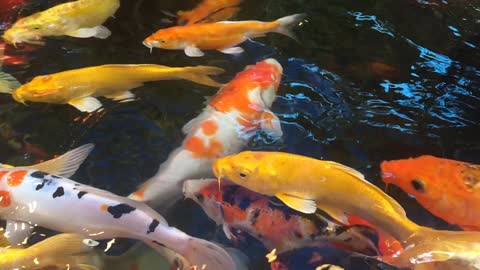 Funny colorful Japanese koi fish