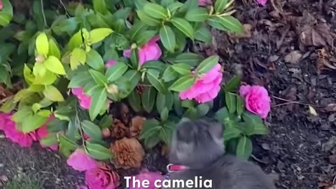 Cat kept bringing this woman flowers until she became her mom 🌸