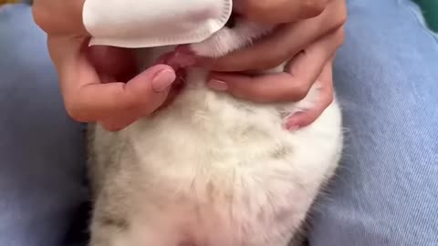 How to brush a cat's teeth🦷