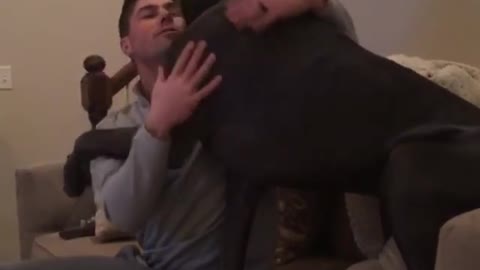Needy Great Dane Squeezes Into Owner’s Arms For A Warm Hug